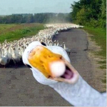 GeeseLogo